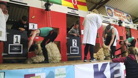 1,500 sheep to be shorn at Shearfest premier championships