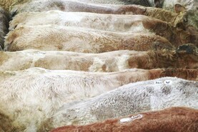 High prices slow down EU beef demand