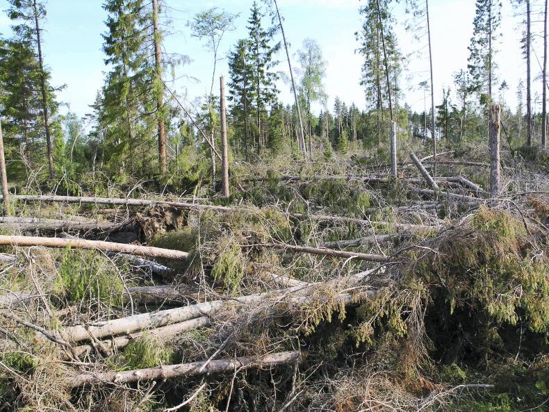 Department in dark on forest windblow costs 