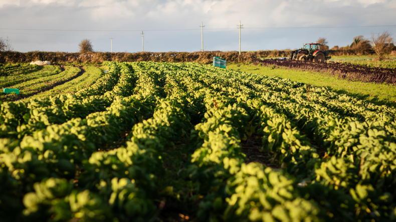 Cost inflation threatens future of fruit and vegetable production - Macra