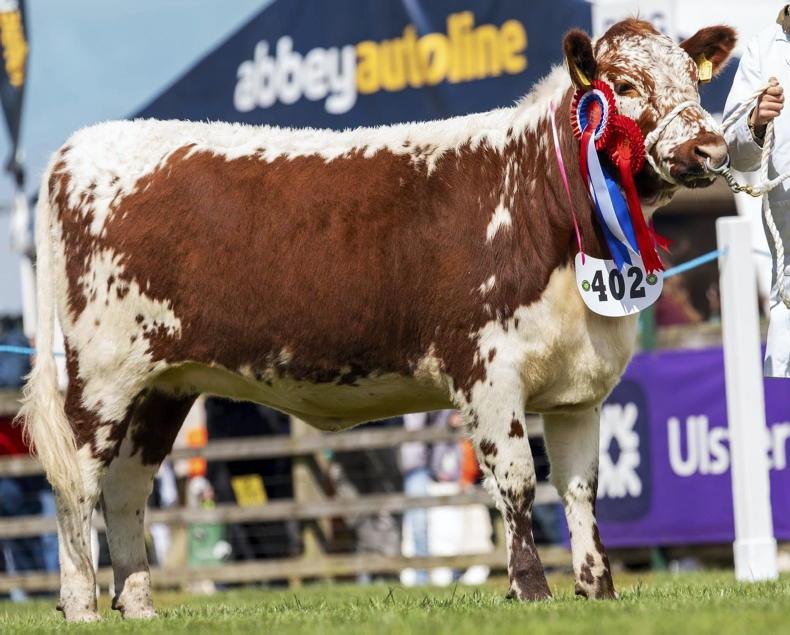 New record price for an Irish Moiled bull