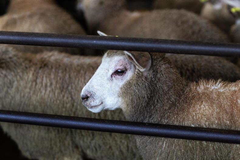 Sheep farmers cannot survive on one good month - ICSA