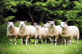 Texels to celebrate 50-year anniversary