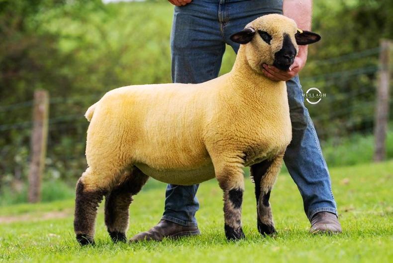 Cannonball lamb rocks the downs