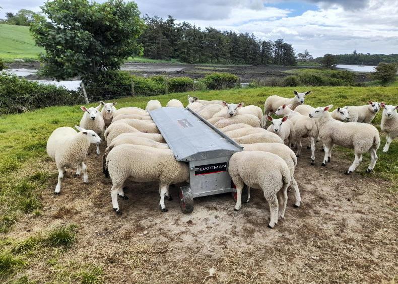 Blooming lambs love the creep feeder