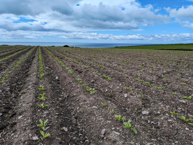 Maize off to a great start as wheat heads out