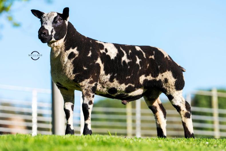 Jubilations for Dutch Spotted ram lambs