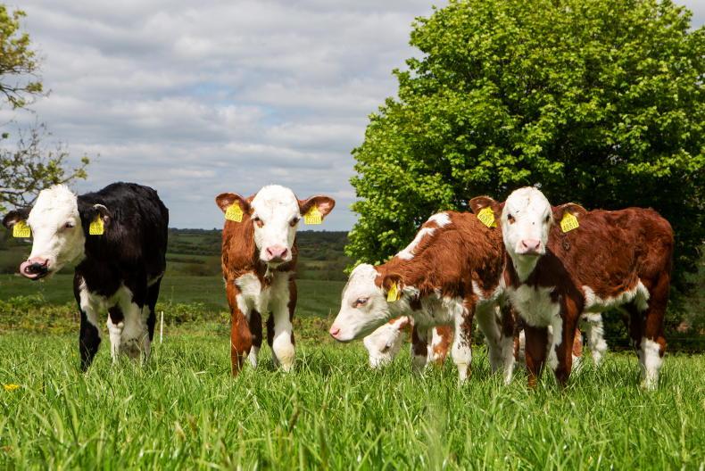 Calf price update: prices shoot up as calf supply squeezes