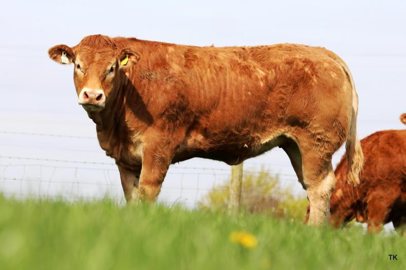Average crosses €10,000 in red-hot Baileys sale