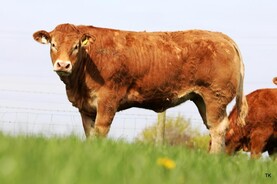 Average crosses €10,000 in red-hot Baileys sale