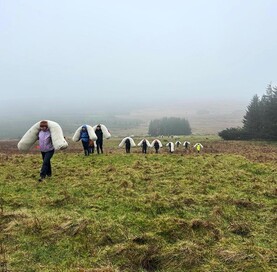 Wool used in peatland restoration trial in Antrim