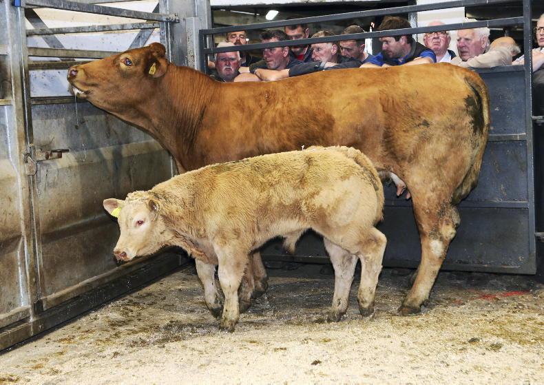 Suckler outfits sell to £5,650 at Swatragh