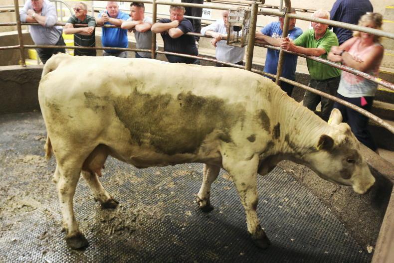 Camera at the Mart: cull cows sell to €3/kg in Kilrush Mart
