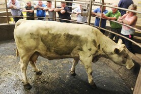 Camera at the Mart: cull cows sell to €3/kg in Kilrush Mart