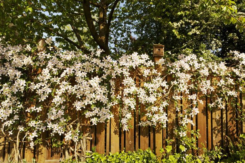 Gardening with Paul: clematis clambering to new heights in the garden