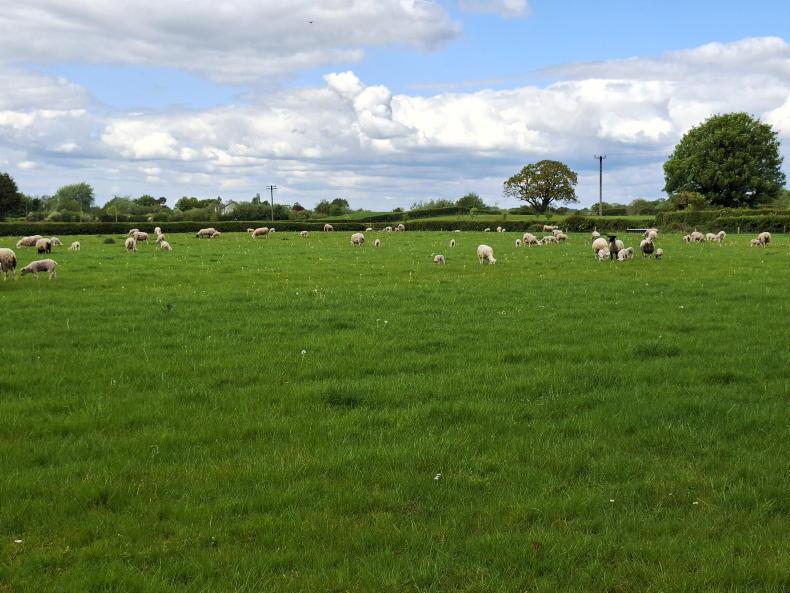 Bluetongue to top Teagasc sheep conference agenda  