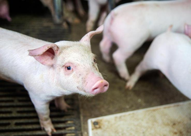 Over half of pig units negative for PRRS