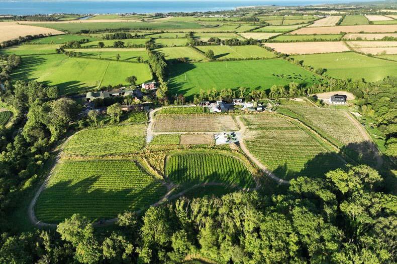 Winery offers a different type of farm vintage in Co Louth