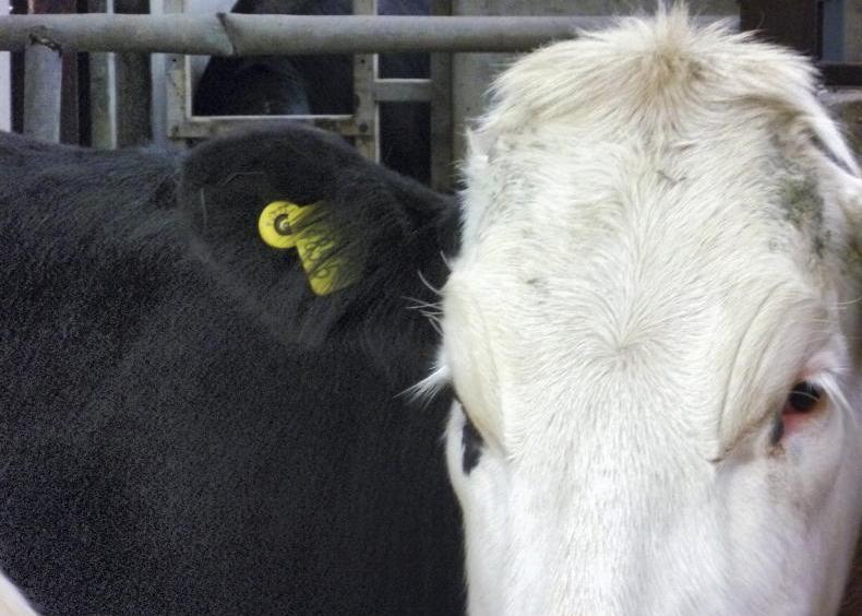 New electronic cattle tags in NI from August