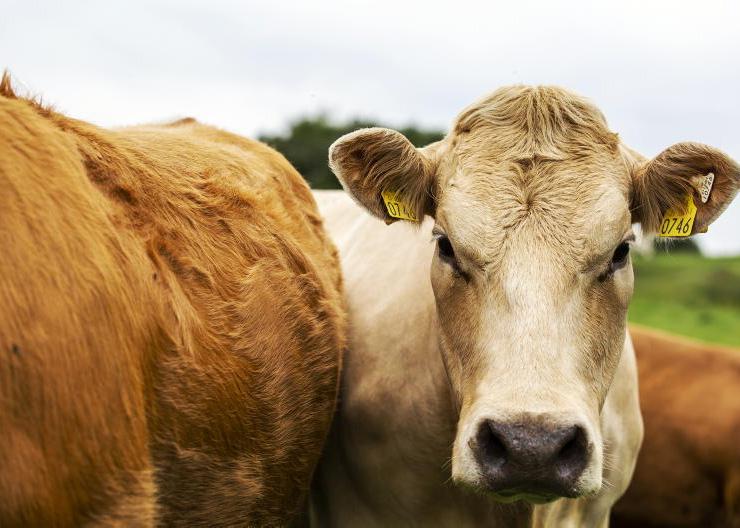 Cattle finisher contracts ‘paid above the market rate'