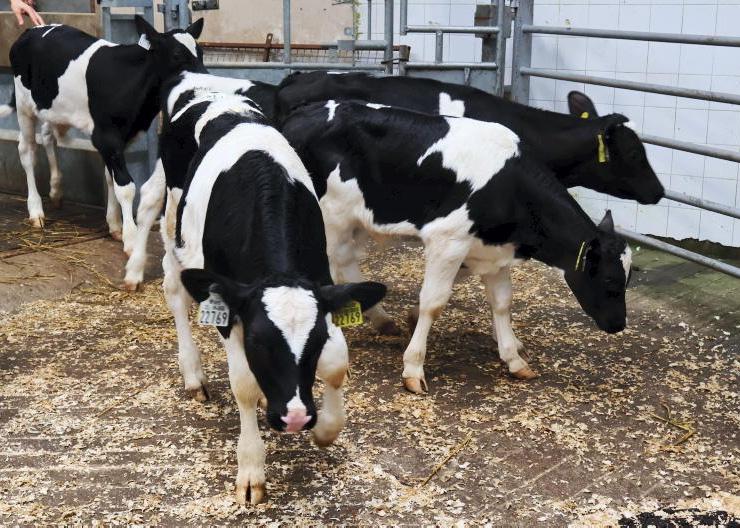 Record Friesian calf prices as supply falls off