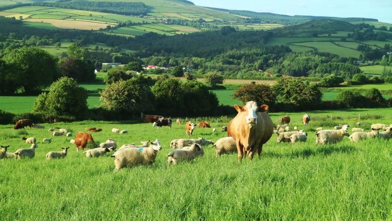 Editorial: realities of beef farming laid bare at national beef farm walk