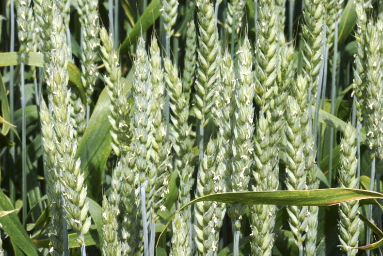Tillage Management: wheat, beet and barley