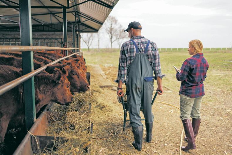 Money Mentor: ‘when should my daughter join the farm business?