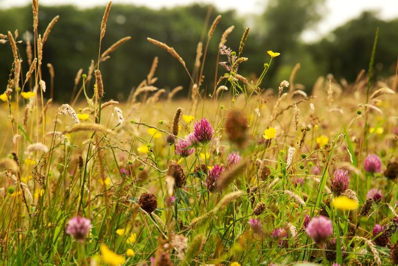 First public consultation on Ireland's nature restoration plan launched 