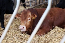 Beef Management: marketing slaughter-fit cattle and autumn-born weanlings