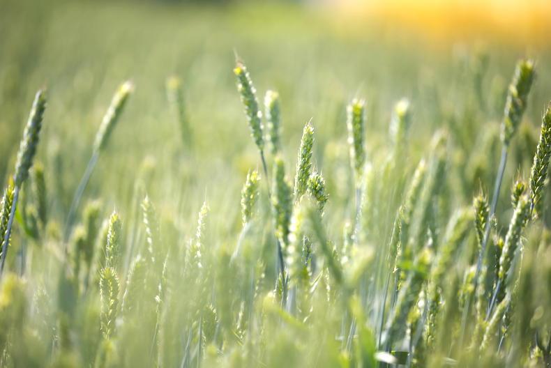 Grain Trends: prices back with lack of news