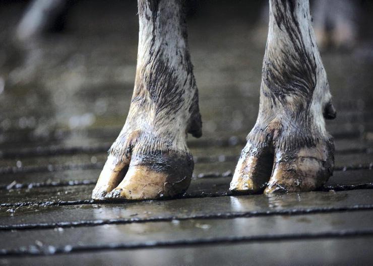 Farmer at centre of Roscommon animal cruelty trial released from custody
