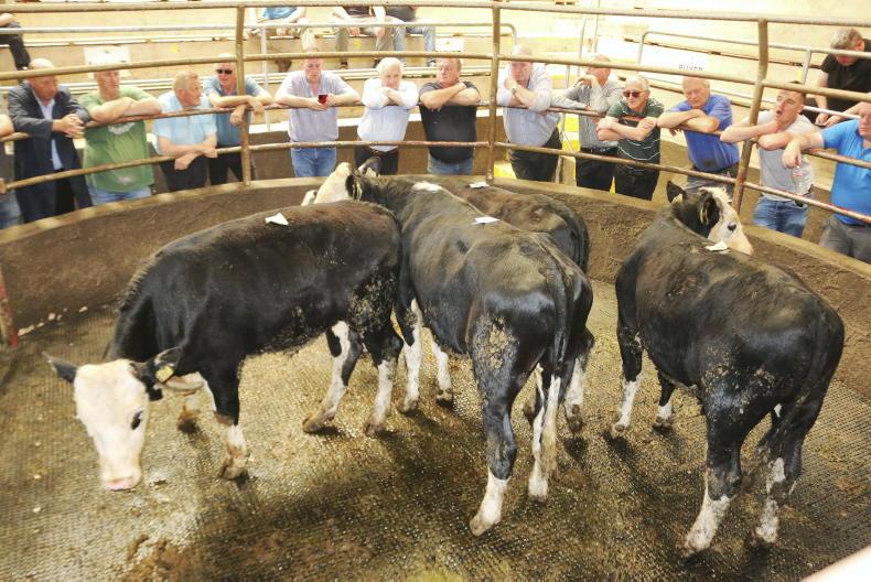 MartBids Database: another challenging week for bull weanlings