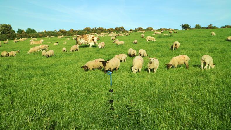 Sheep Management: BCS, weaning decisions and Teagasc conference