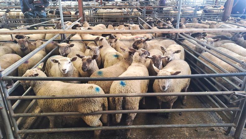 Sheep mart prices: lambs recover by €2 to €5/head