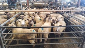 Sheep mart prices: lambs recover by €2 to €5/head