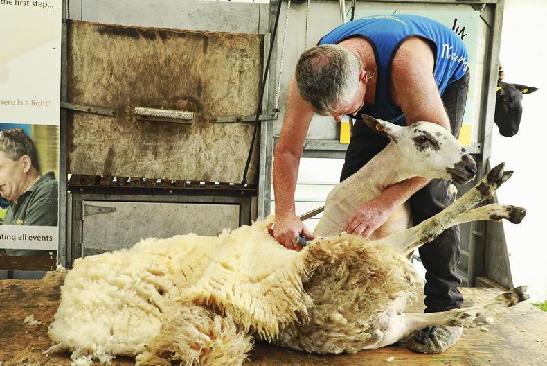 Strong demand sees a bounce in wool prices    