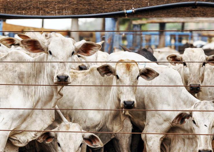 Brazil scrambles to meet EU beef rules