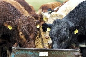 The likely actions in the beef welfare scheme