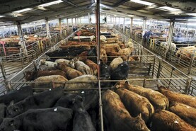 Heifers meet a sharper trade then bullocks in Roscrea Mart