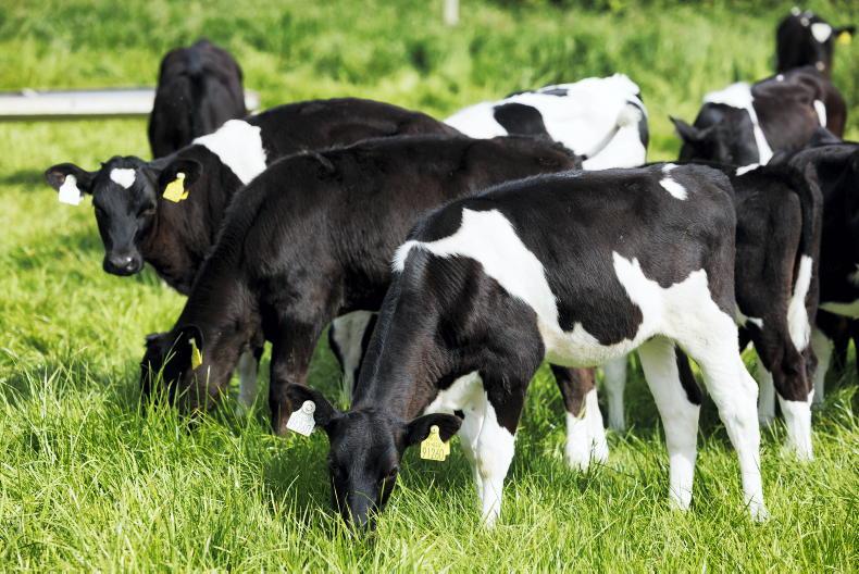 Dairy Management: setting heifer calves up for a good summer