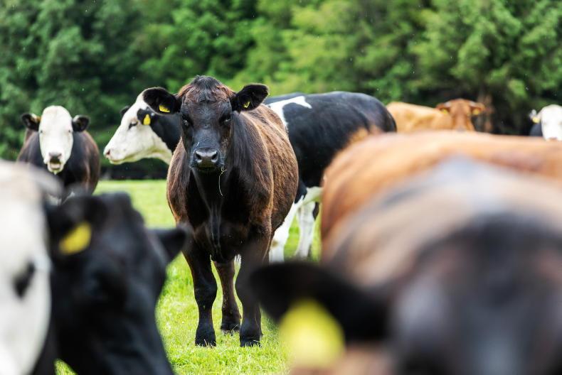 Commission tight-lipped on measures or funds for upcoming livestock strategy
