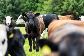 Commission tight-lipped on measures or funds for upcoming livestock strategy