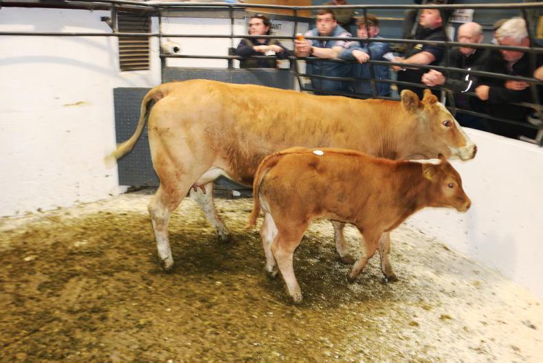 Suckler lots sought after in Kilcullen Mart reduction sale 
