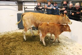Suckler lots sought after in Kilcullen Mart reduction sale 