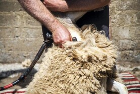 Listen: new project looks at opportunities for wool