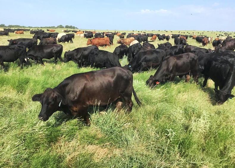 Flesh-eating pest confirmed in calf in Texas
