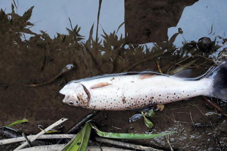 Investigation into significant fish kill at River Glyde