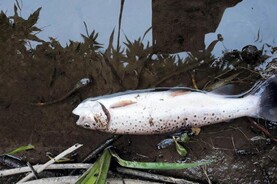Investigation into significant fish kill at River Glyde