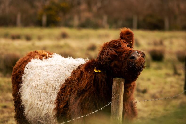 Scottish farm to slaughter 271 cattle after failing inspection